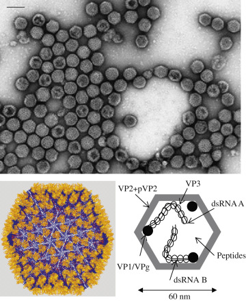 Infectious Pancreatic Necrosis Virus (IPNV)